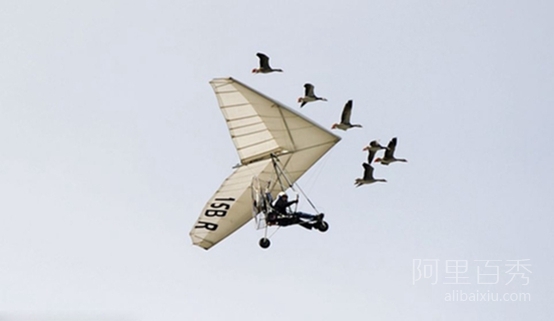 法国男子与天鹅一起飞翔15年,被称为“鸟人”--阿里百秀