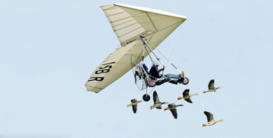 法国男子与天鹅一起飞翔15年,被称为“鸟人”--阿里百秀