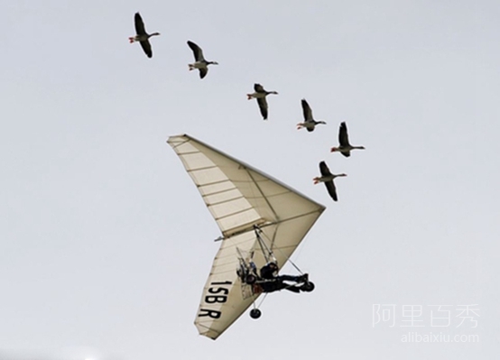 法国男子与天鹅一起飞翔15年,被称为“鸟人”--阿里百秀