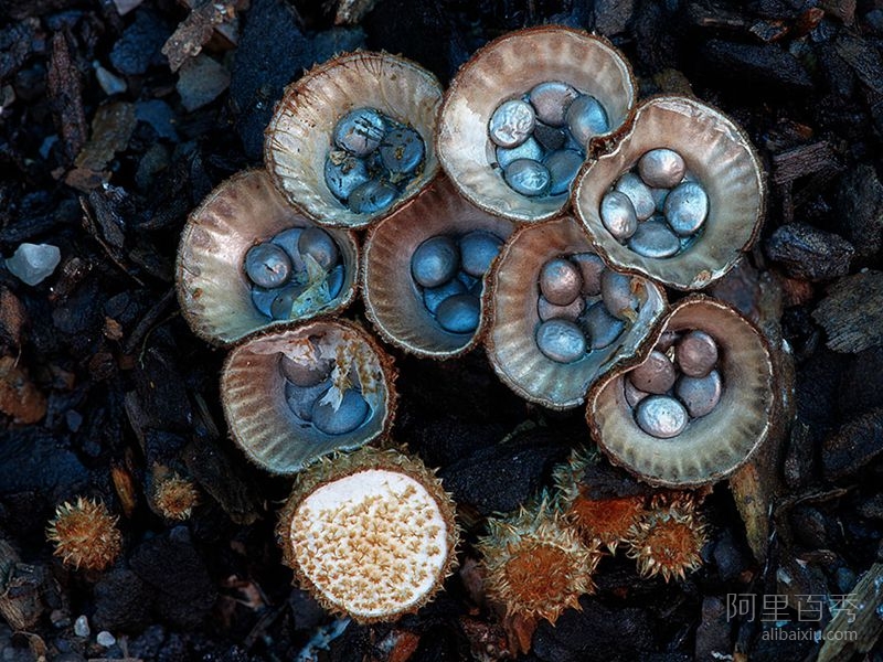 微距摄影下的蘑菇 你能想象这么不起眼却这么漂亮吗--阿里百秀